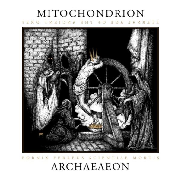 Mitochondrion(Can) - Archaeaeon 2LP